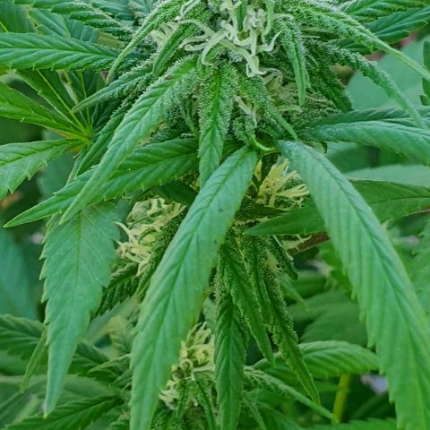 Runtz clone growlog timeline photo