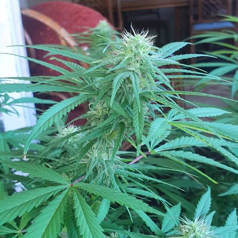 Stardawg growlog timeline photo
