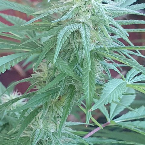 Stardawg growlog timeline photo