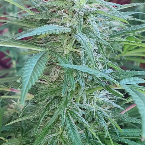 Stardawg growlog timeline photo