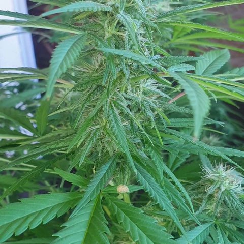 Stardawg growlog timeline photo