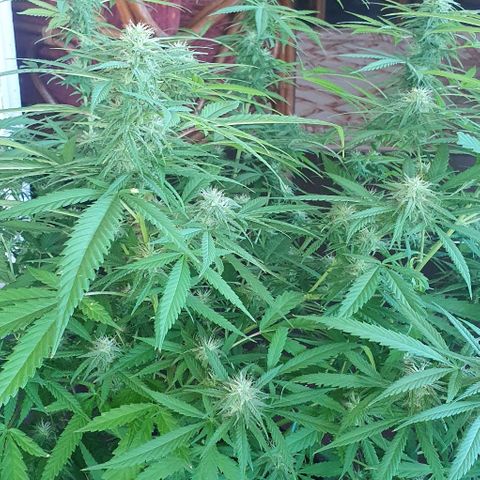 Stardawg growlog timeline photo