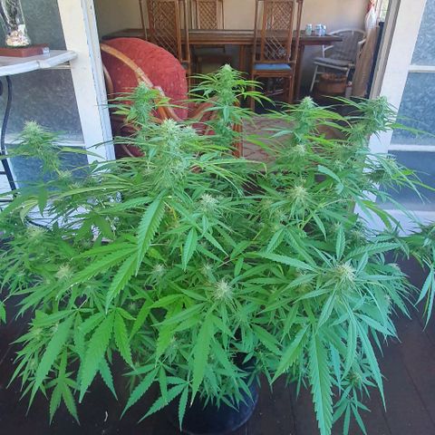 Stardawg growlog timeline photo