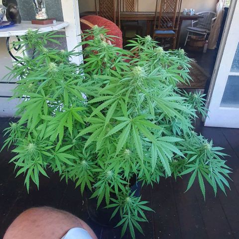 Stardawg growlog timeline photo
