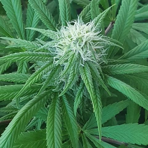 Runtz clone growlog timeline photo