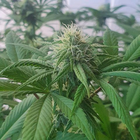 Runtz clone growlog timeline photo