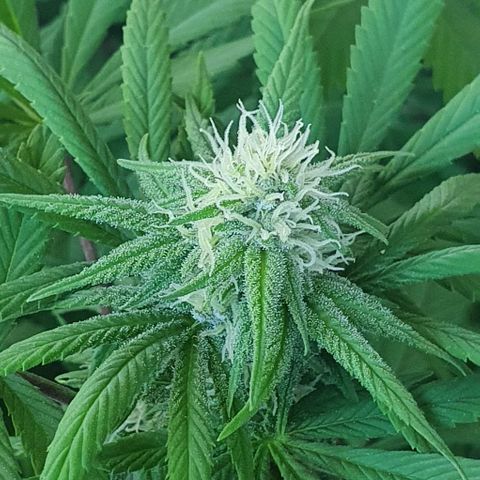 Runtz clone growlog timeline photo