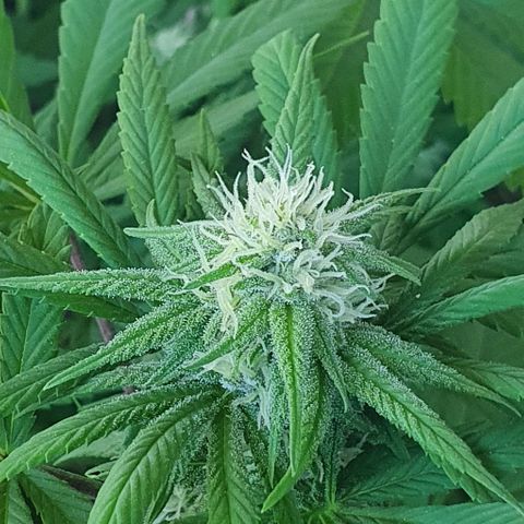 Runtz clone growlog timeline photo