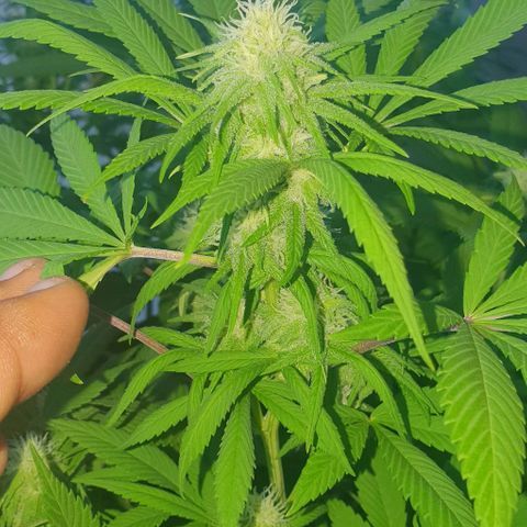 Runtz clone growlog timeline photo