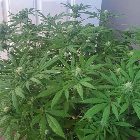 Runtz clone growlog timeline photo