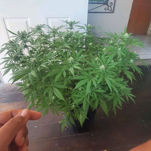 Runtz clone growlog timeline photo