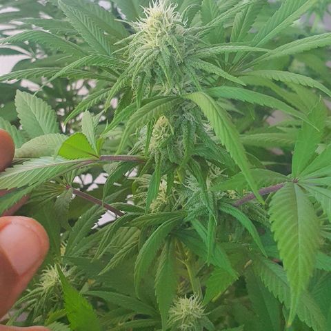 Runtz clone growlog timeline photo