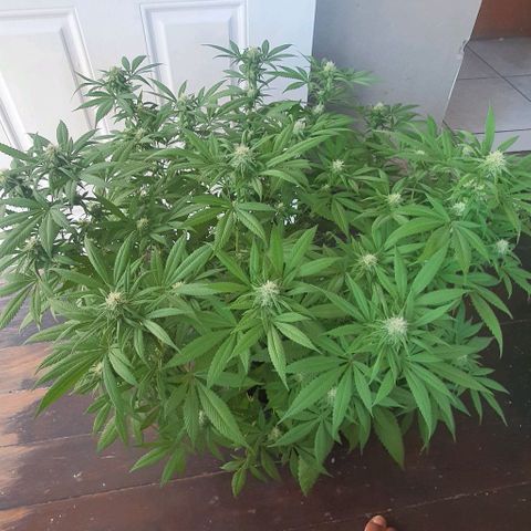 Runtz clone growlog timeline photo