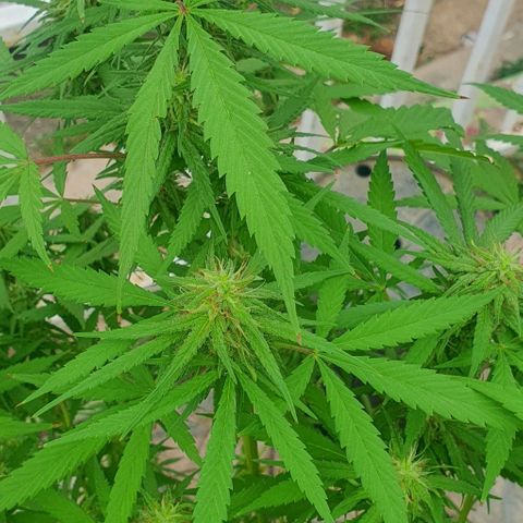 Stardawg growlog timeline photo