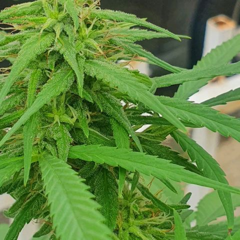 Stardawg growlog timeline photo