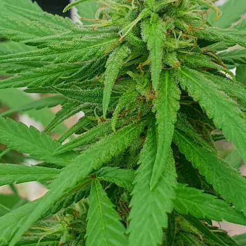 Stardawg growlog timeline photo
