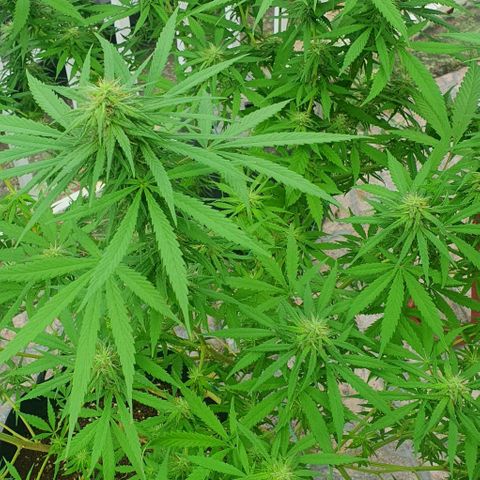 Stardawg growlog timeline photo