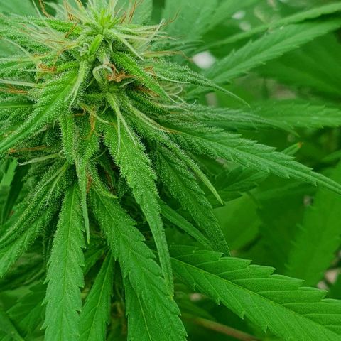 Stardawg growlog timeline photo