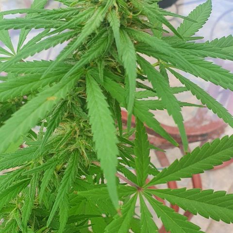 Stardawg growlog timeline photo