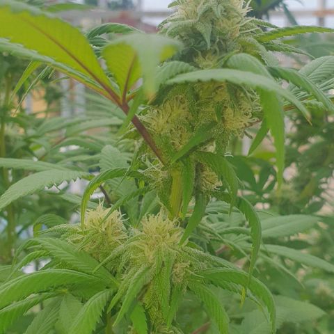 Runtz clone growlog timeline photo