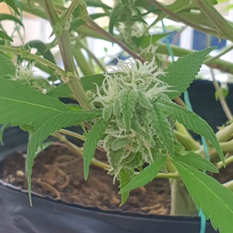 Runtz clone growlog timeline photo
