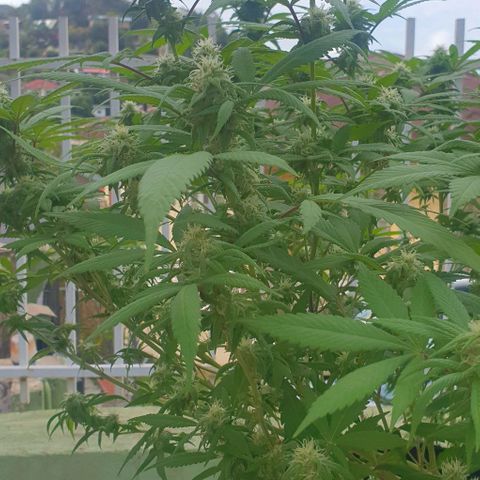 Runtz clone growlog timeline photo