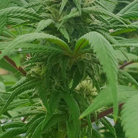 Runtz clone growlog timeline photo