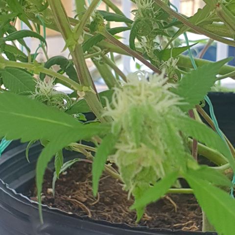 Runtz clone growlog timeline photo