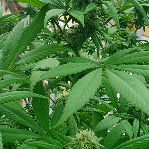 Runtz clone growlog timeline photo