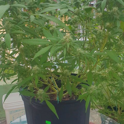 Runtz clone growlog timeline photo