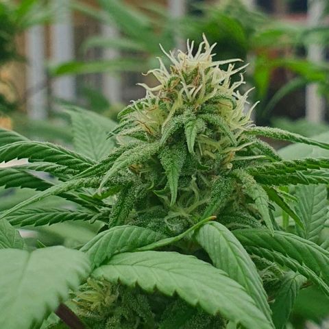 Runtz clone growlog timeline photo