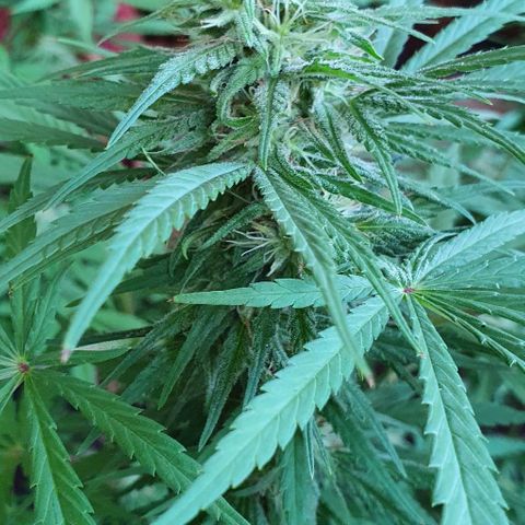 Stardawg growlog timeline photo