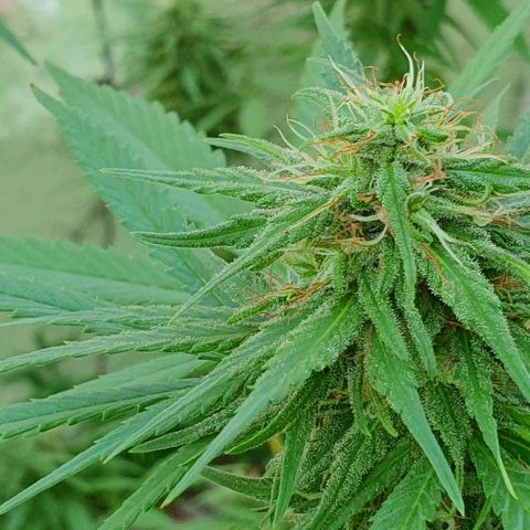 Stardawg growlog timeline photo