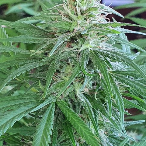 Stardawg growlog timeline photo
