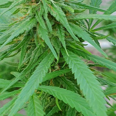 Stardawg growlog timeline photo