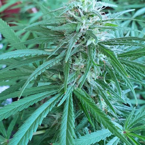 Stardawg growlog timeline photo