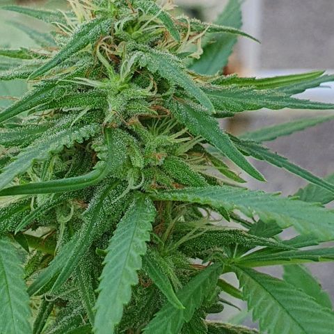 Stardawg growlog timeline photo