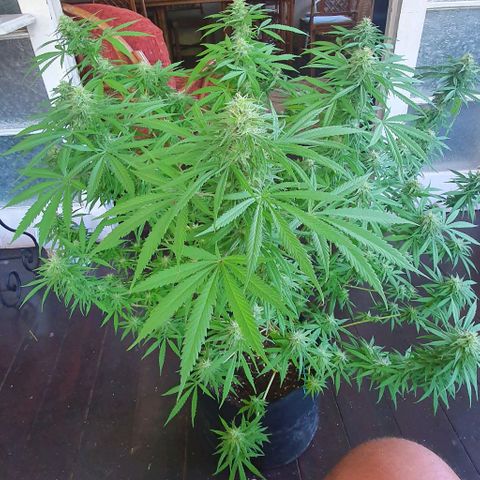 Stardawg growlog timeline photo