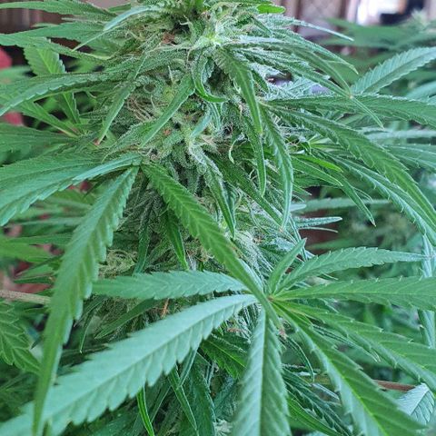 Stardawg growlog timeline photo