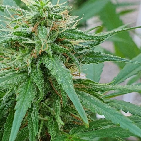 Stardawg growlog timeline photo
