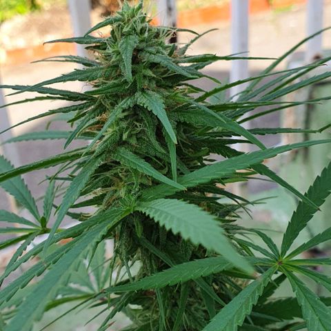 Stardawg growlog timeline photo