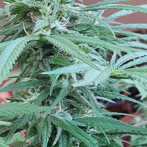 Stardawg growlog timeline photo