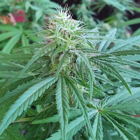Stardawg growlog timeline photo