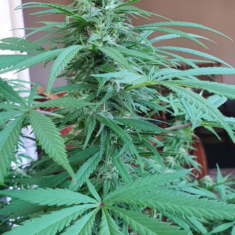 Stardawg growlog timeline photo