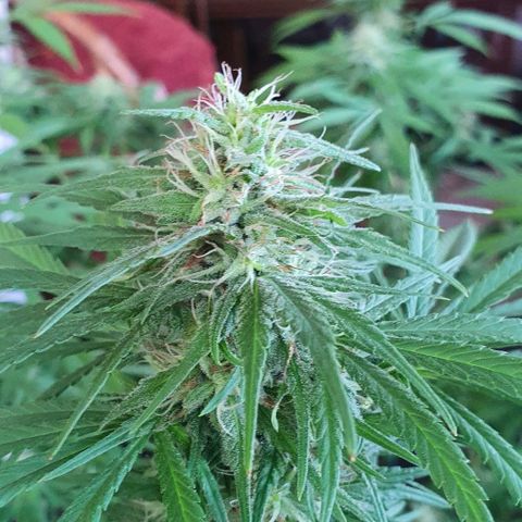 Stardawg growlog timeline photo