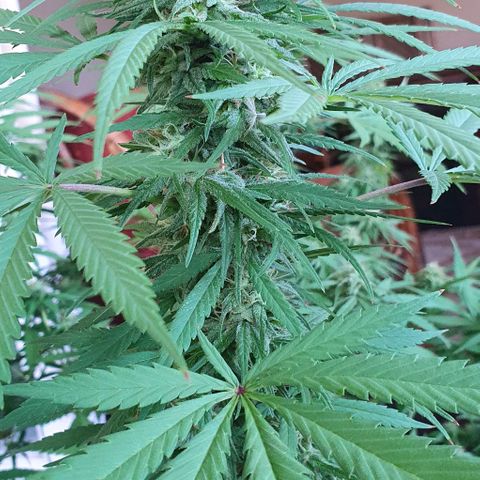 Stardawg growlog timeline photo