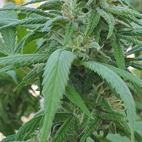 Runtz clone growlog timeline photo