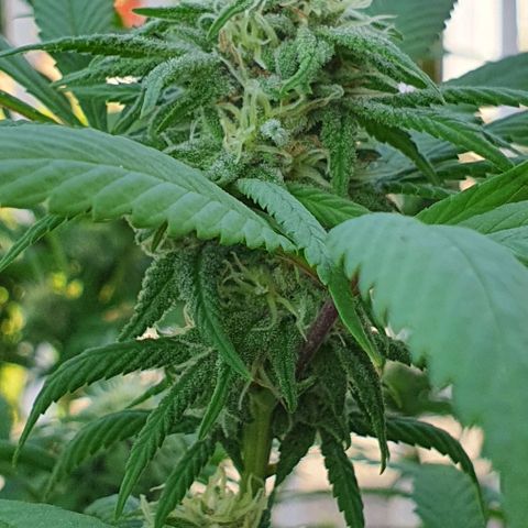 Runtz clone growlog timeline photo