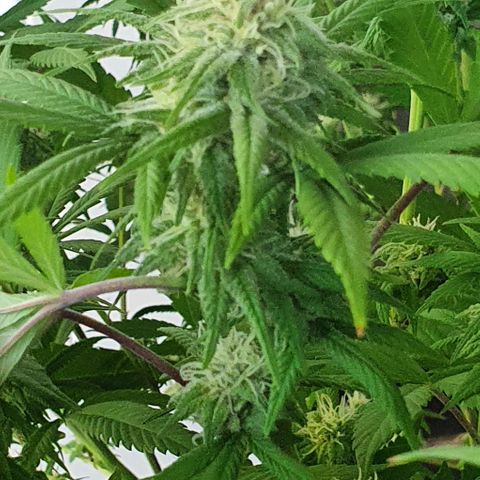Runtz clone growlog timeline photo