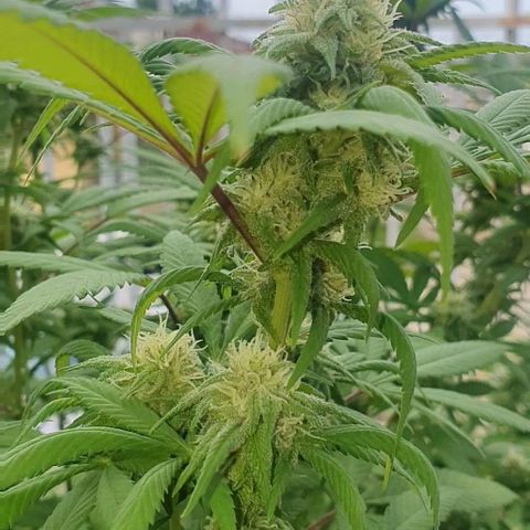 Runtz clone growlog timeline photo